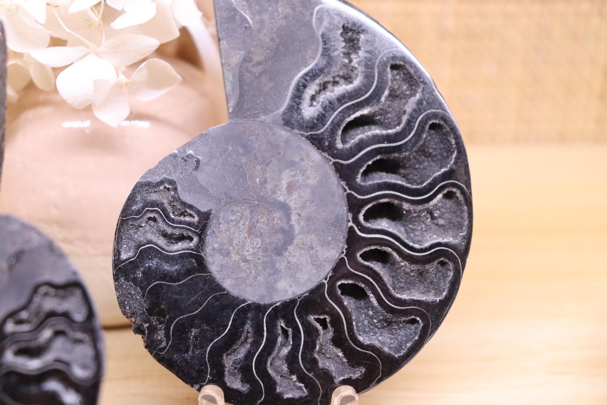 Black Ammonite Set | 135g