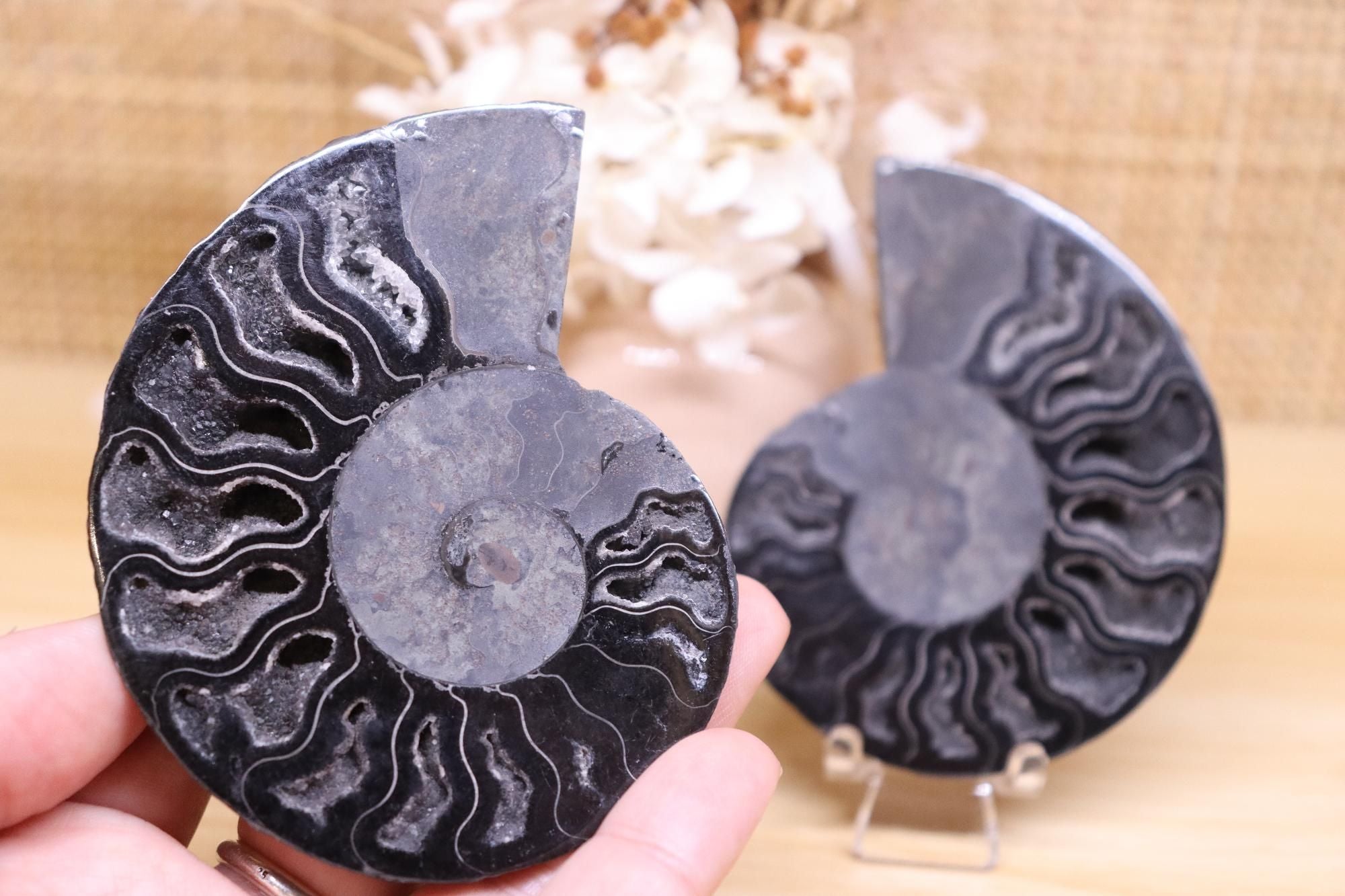 Black Ammonite Set | 135g