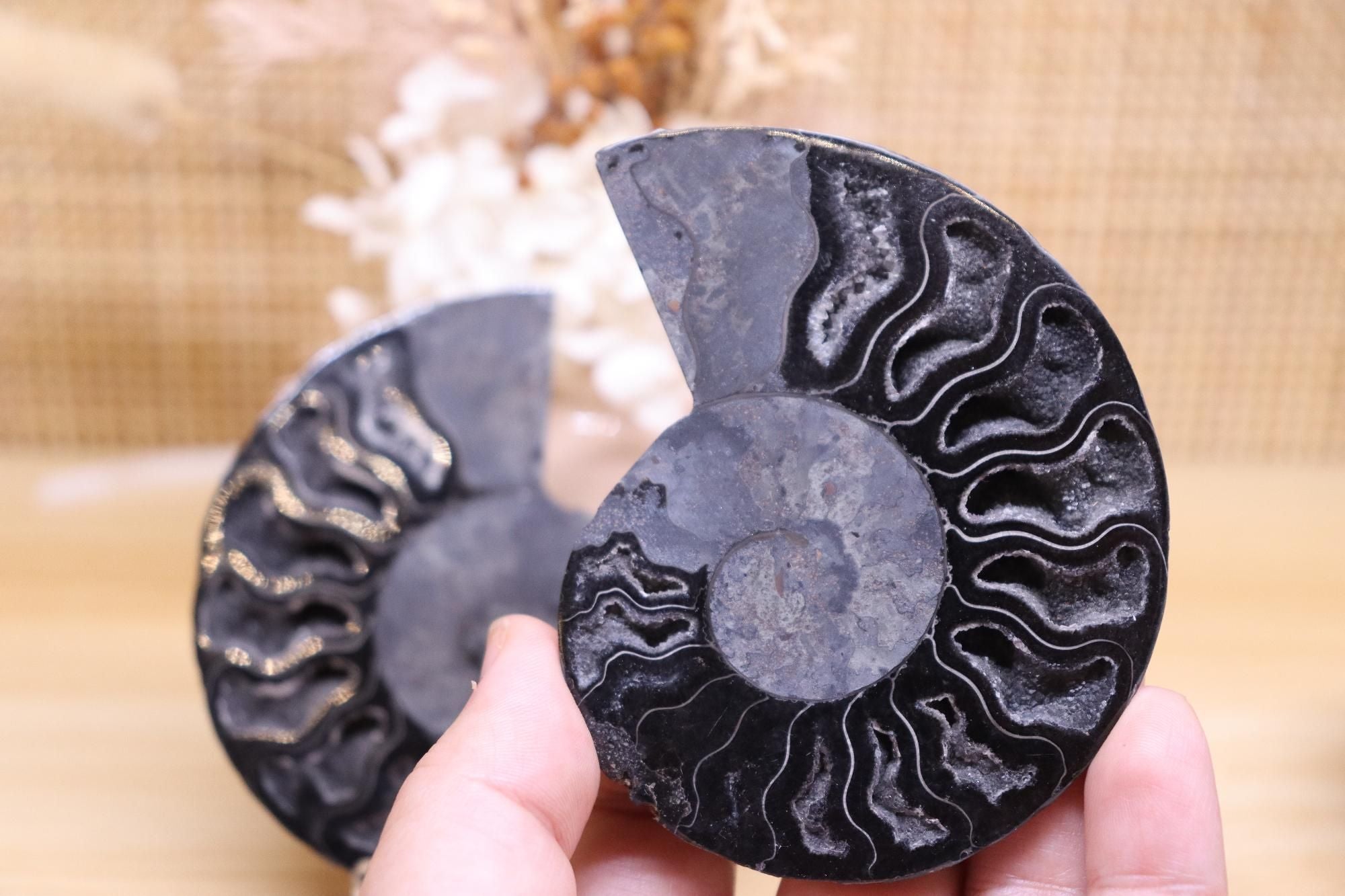 Black Ammonite Set | 135g
