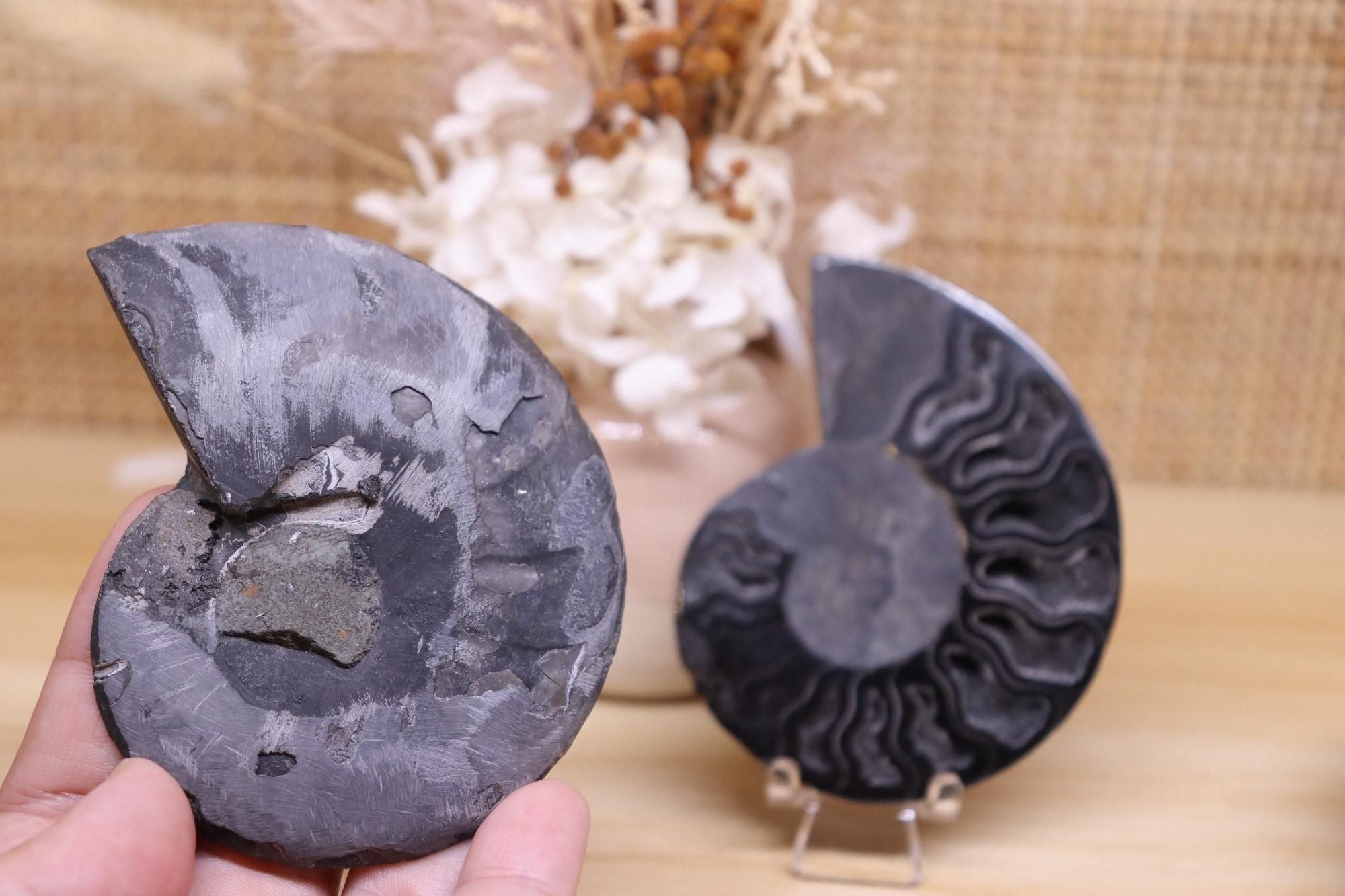 Black Ammonite Set | 135g