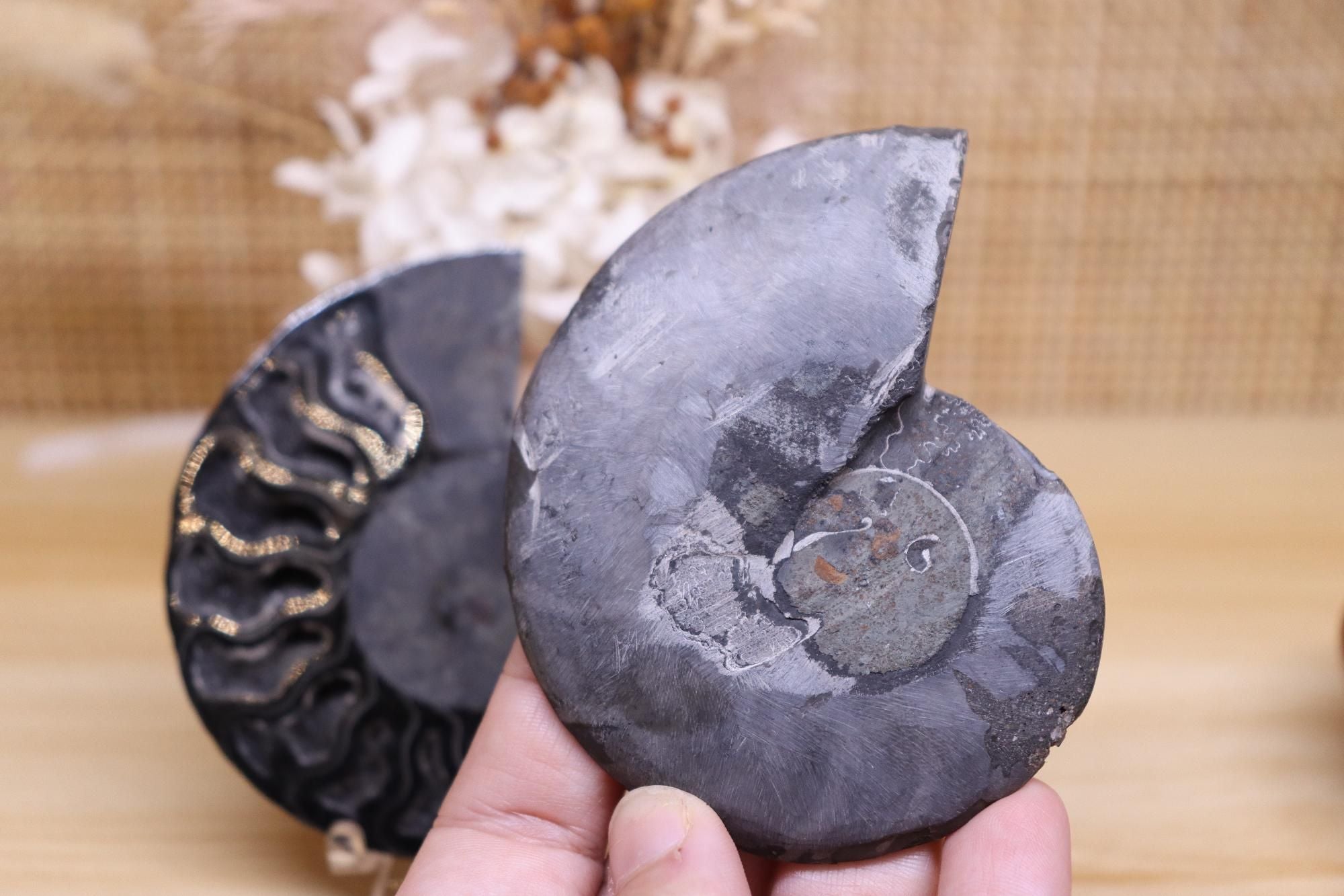 Black Ammonite Set | 135g