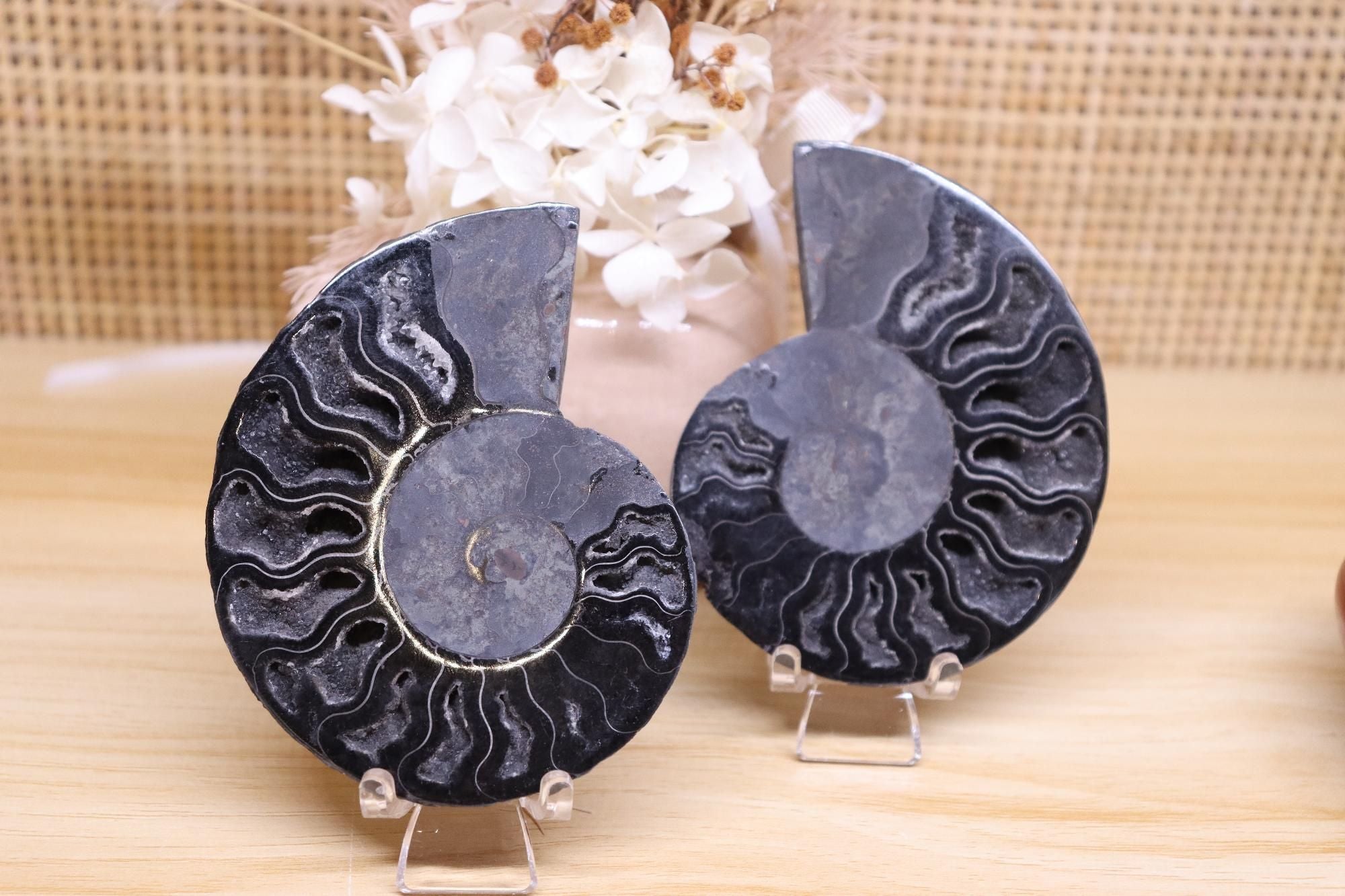 Black Ammonite Set | 135g