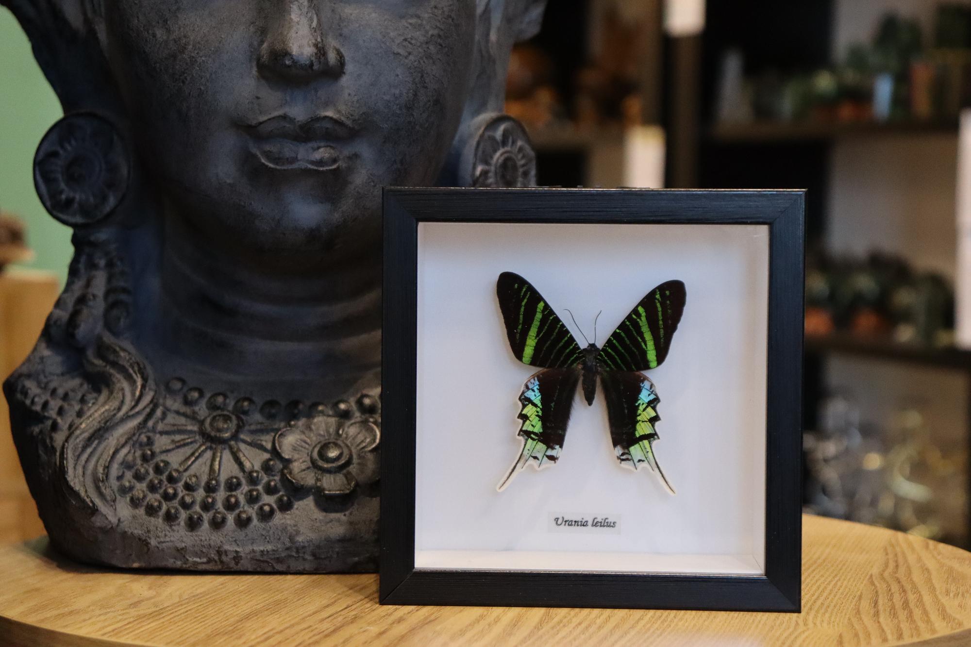 Preserved Uramis Leilus Moth
