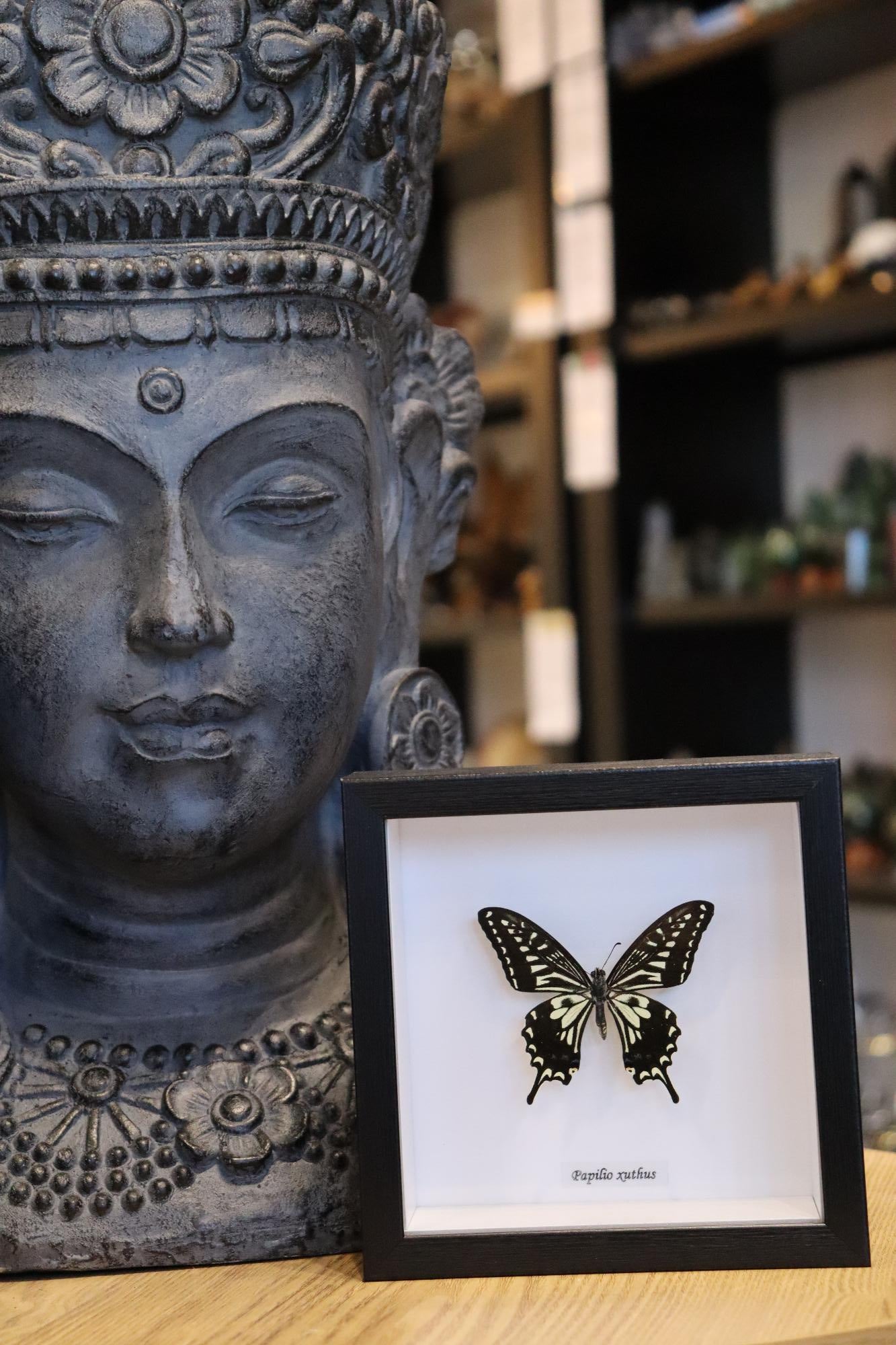 Papilio Xuthus Butterfly