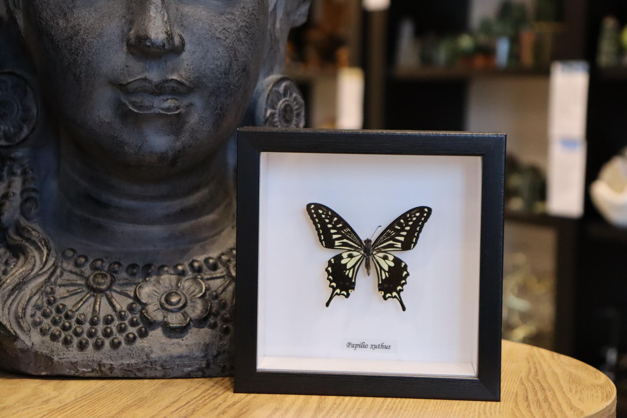 Papilio Xuthus Butterfly