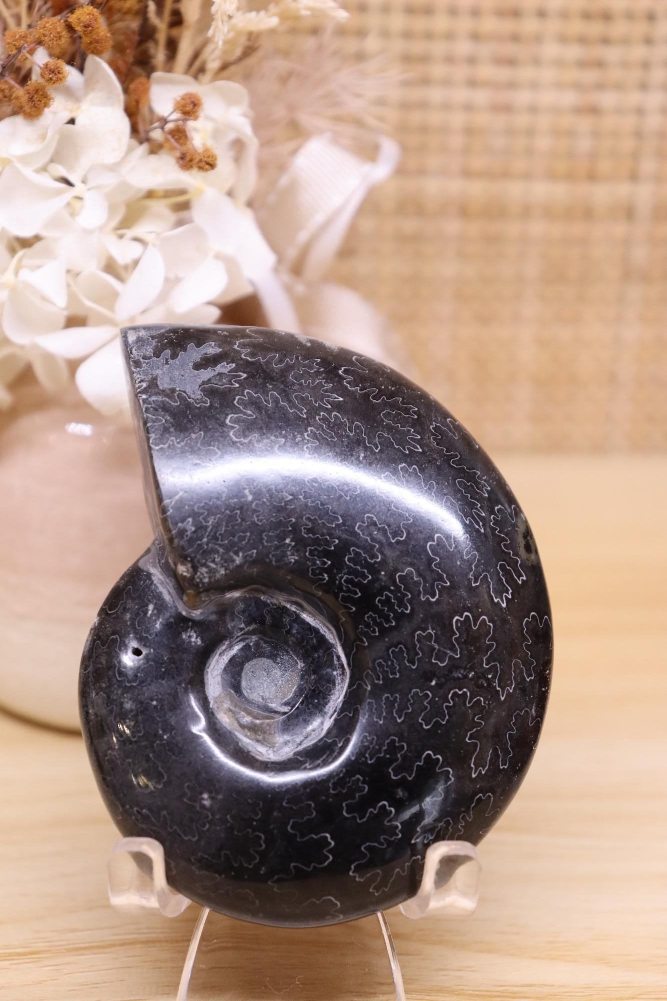 Black Ammonite & Pyrite | 125g