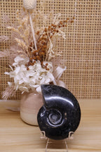 Black Ammonite & Pyrite | 125g