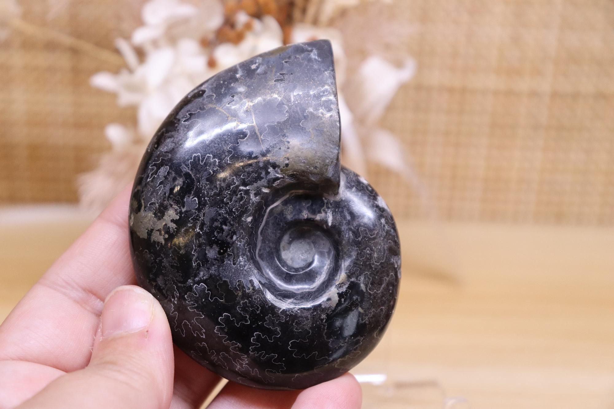 Black Ammonite & Pyrite | 125g