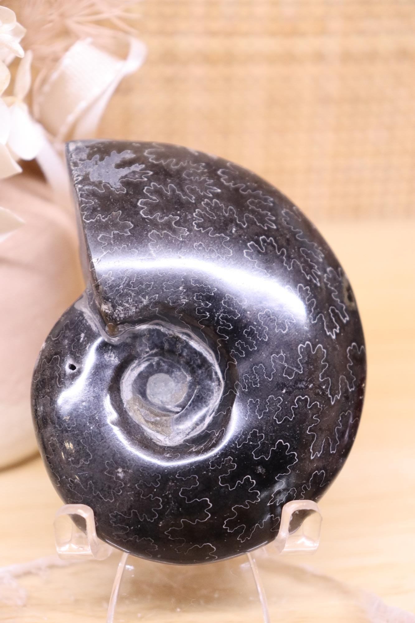 Black Ammonite & Pyrite | 125g