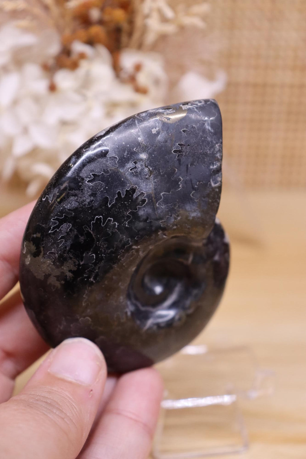 Black Ammonite & Pyrite | 125g