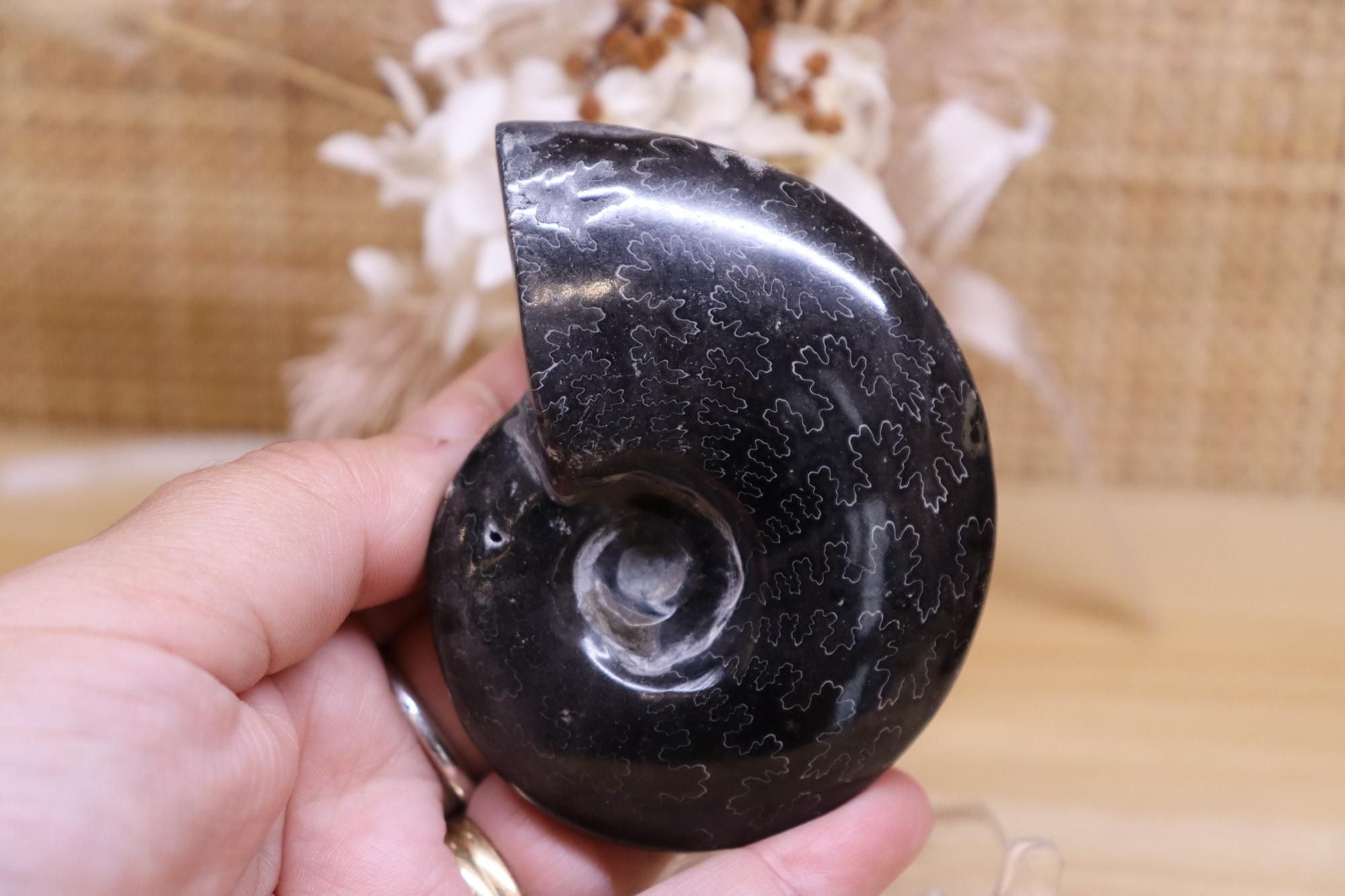 Black Ammonite & Pyrite | 125g