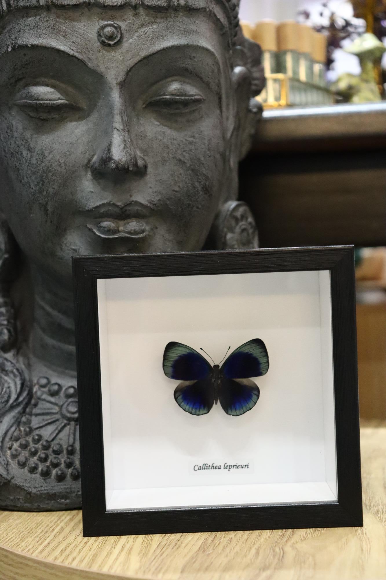 Callithea leprieuri Butterfly
