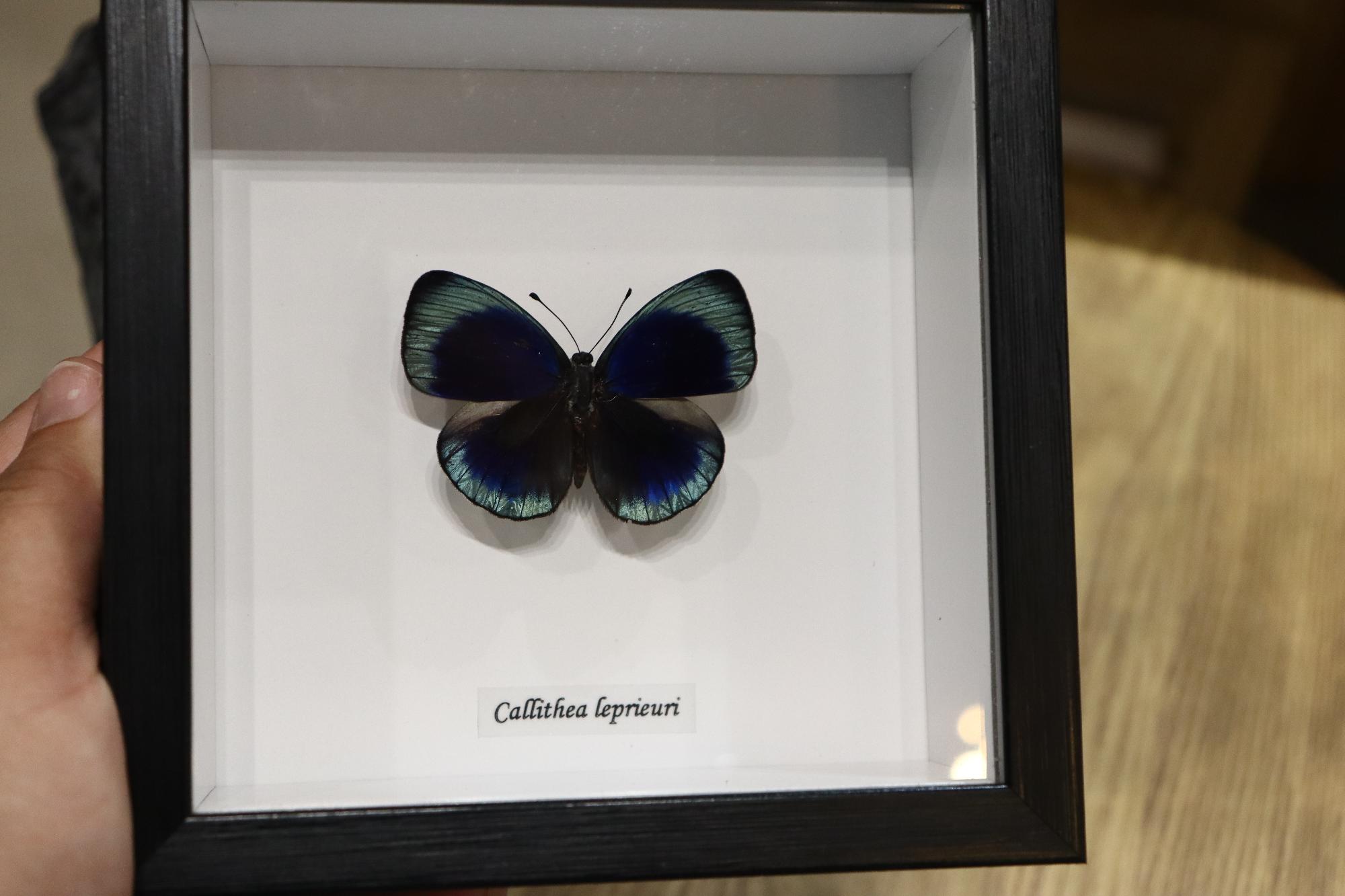 Callithea leprieuri Butterfly