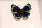 Callithea leprieuri Butterfly