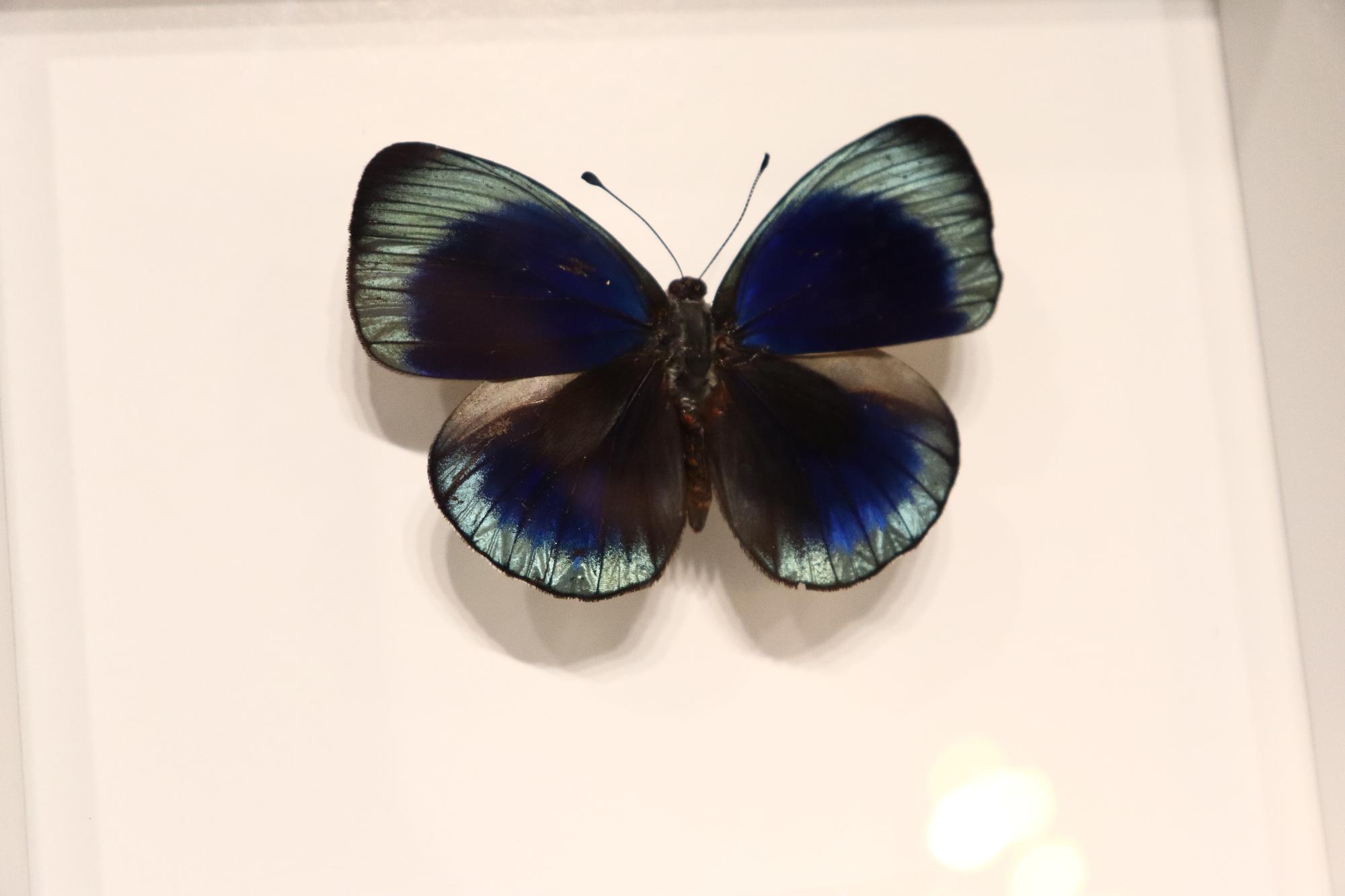 Callithea leprieuri Butterfly
