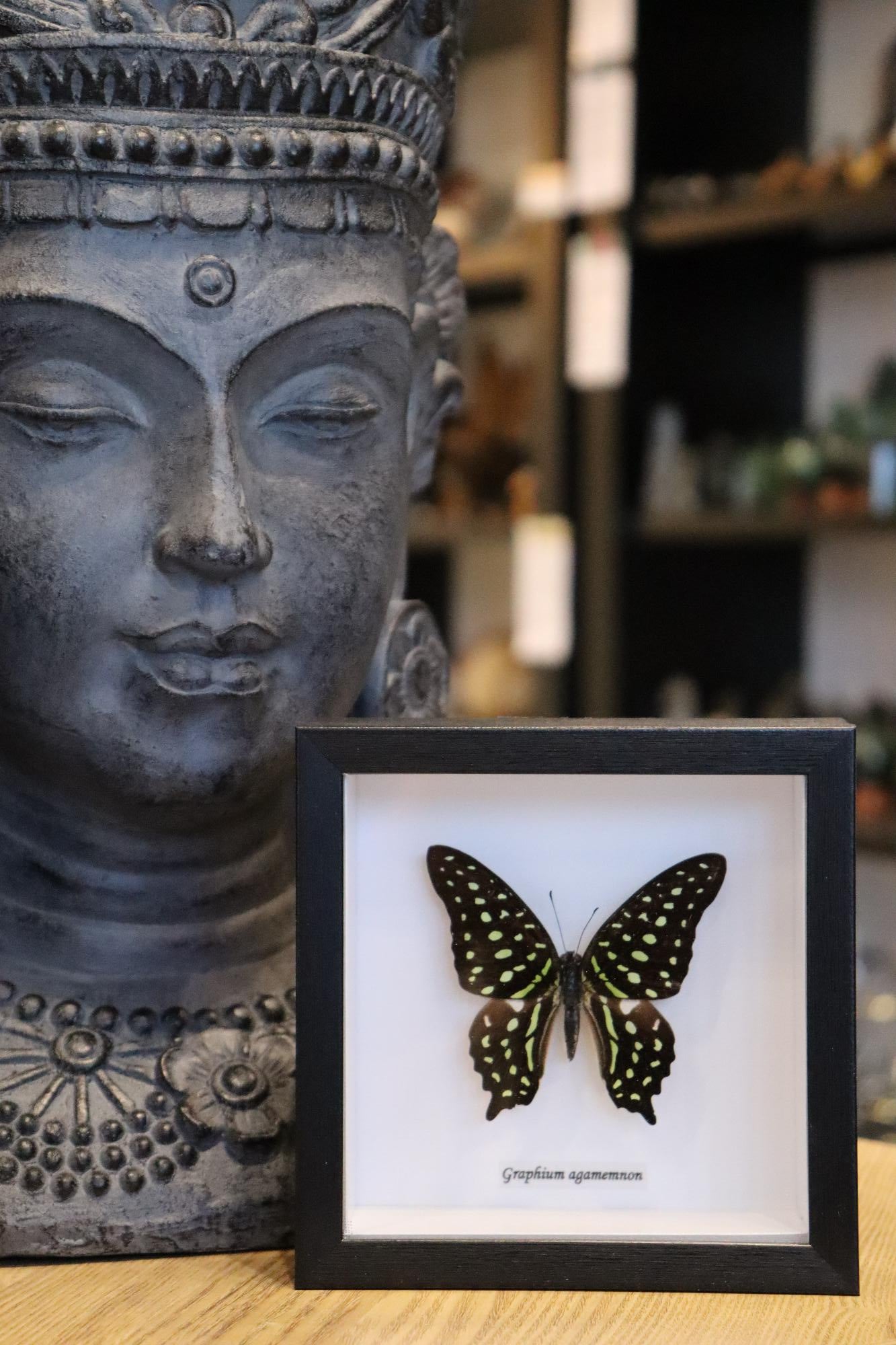 Graphium Agamemnon Butterfly