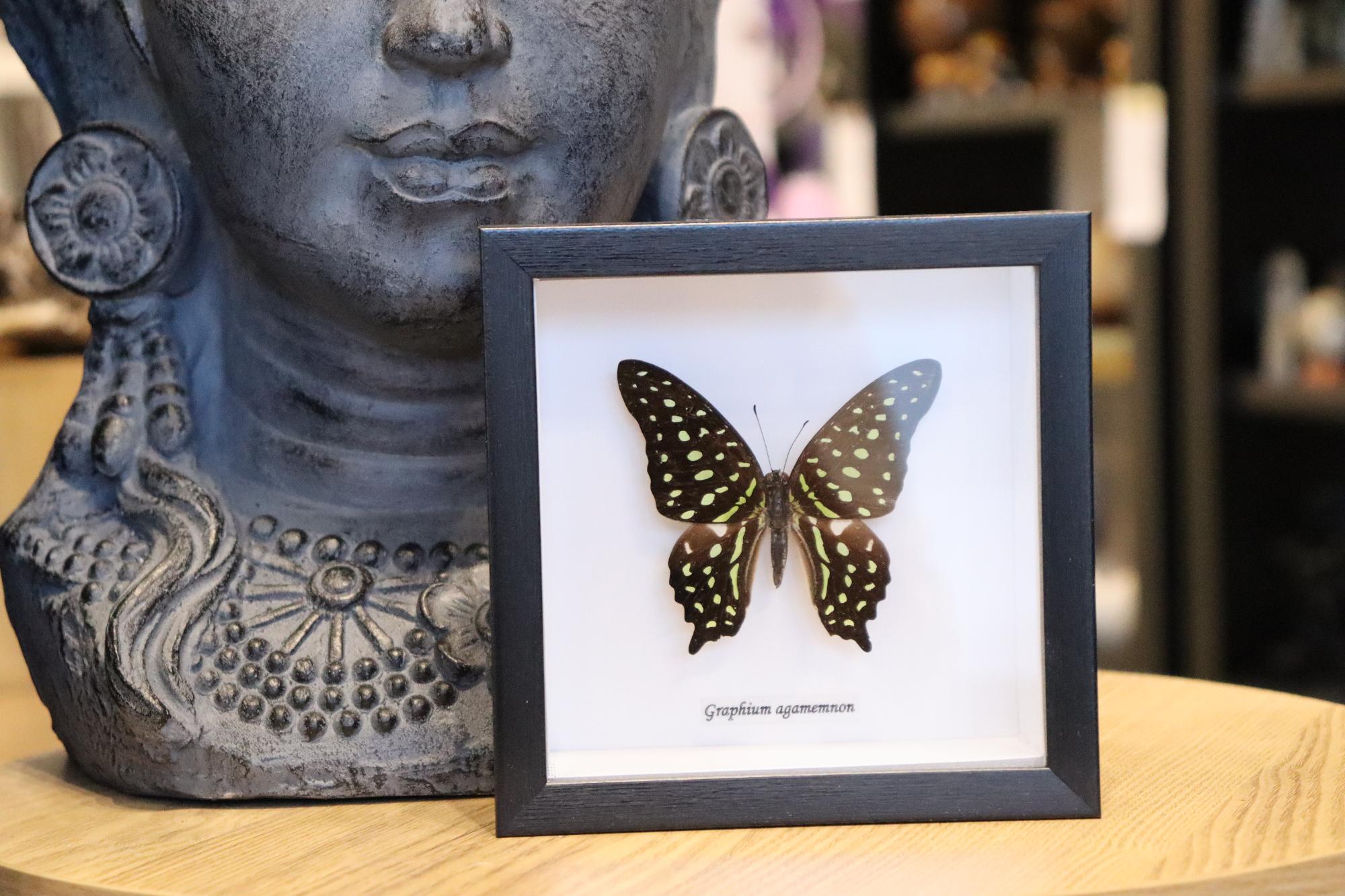 Graphium Agamemnon Butterfly