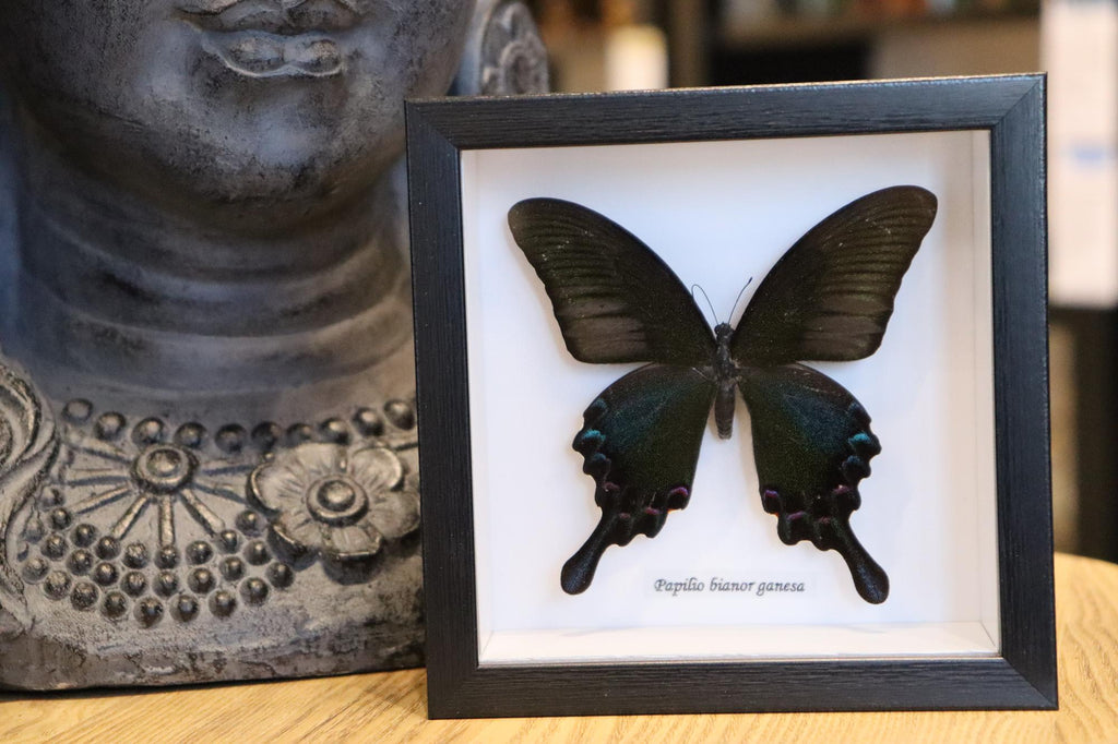 Papilio Bianor Ganesha Butterfly