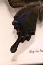 Papilio Bianor Ganesha Butterfly