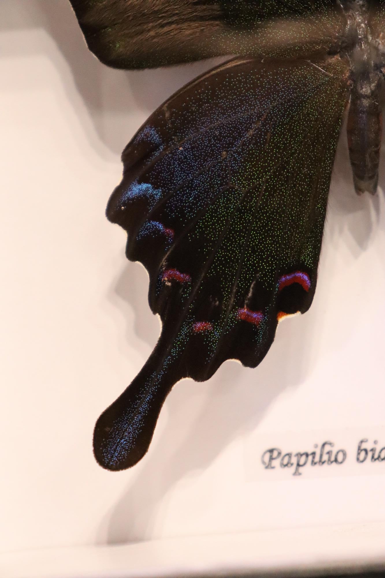 Papilio Bianor Ganesha Butterfly
