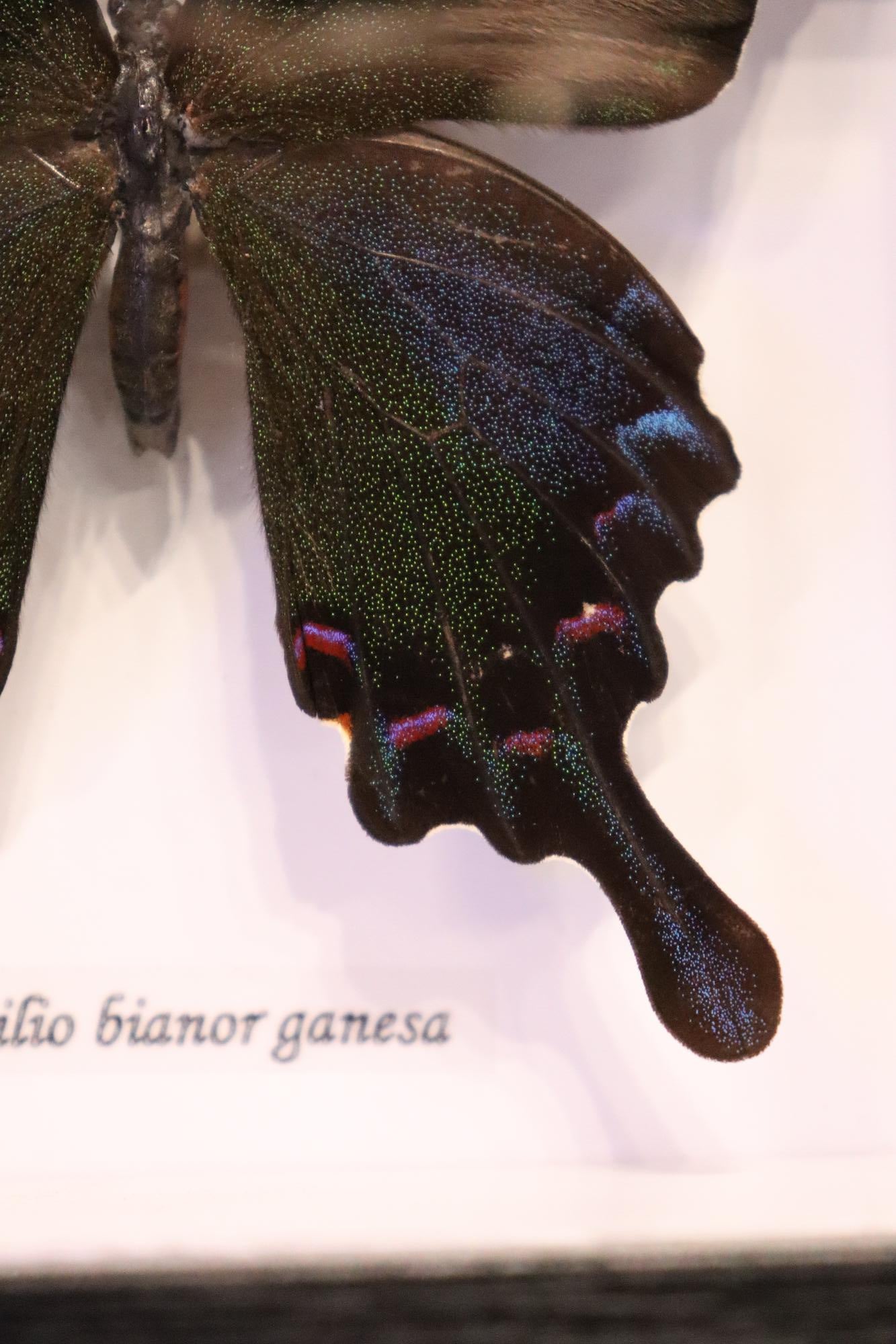 Papilio Bianor Ganesha Butterfly
