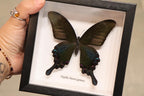 Papilio Bianor Ganesha Butterfly
