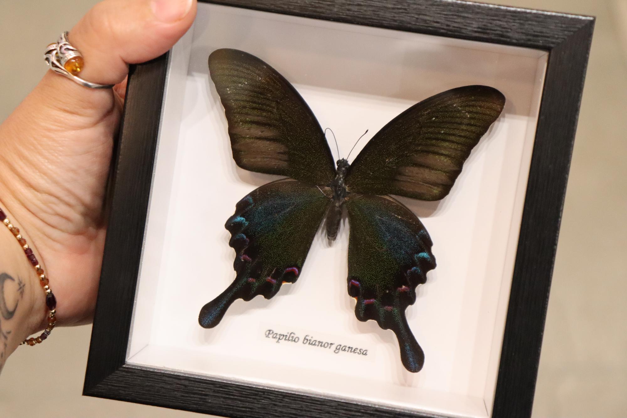 Papilio Bianor Ganesha Butterfly