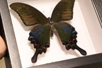 Papilio Bianor Ganesha Butterfly