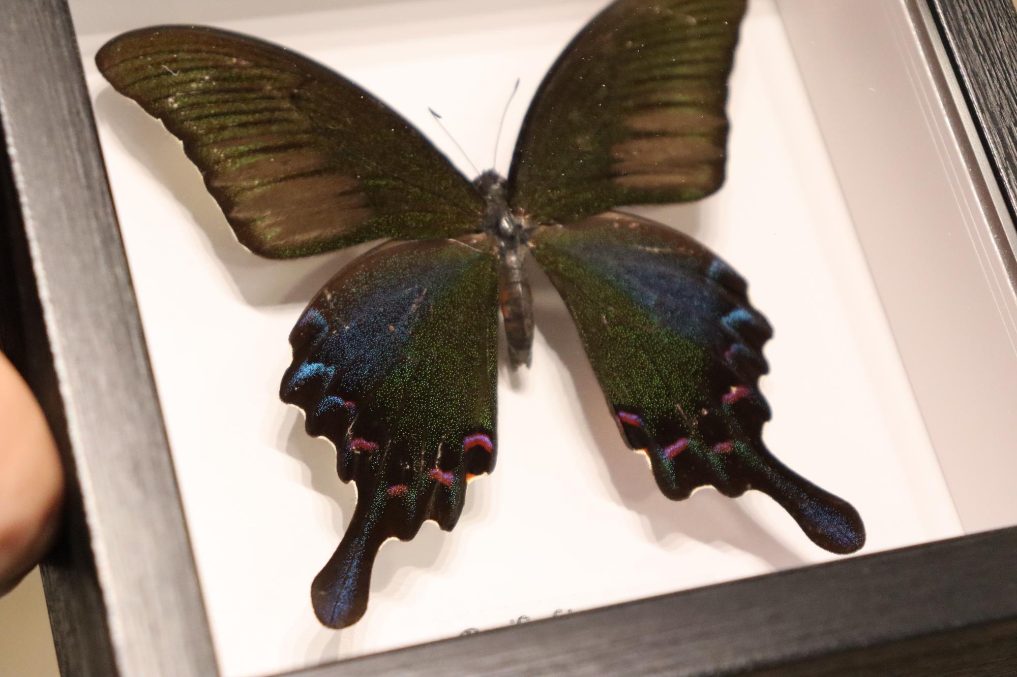 Papilio Bianor Ganesha Butterfly