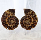 Ammonite Set | 138g