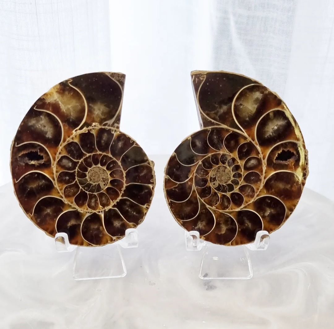 Ammonite Set | 138g