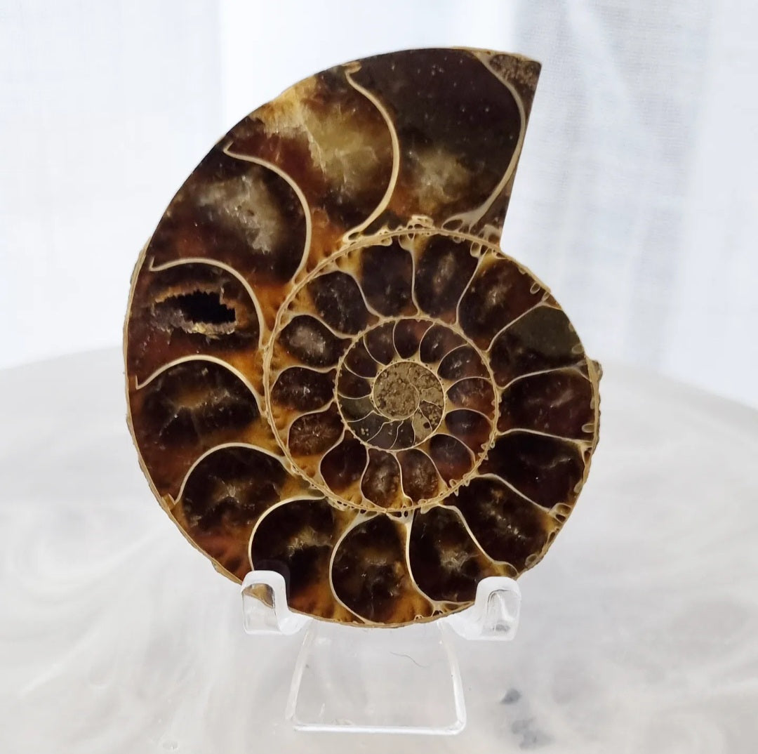 Ammonite Set | 138g
