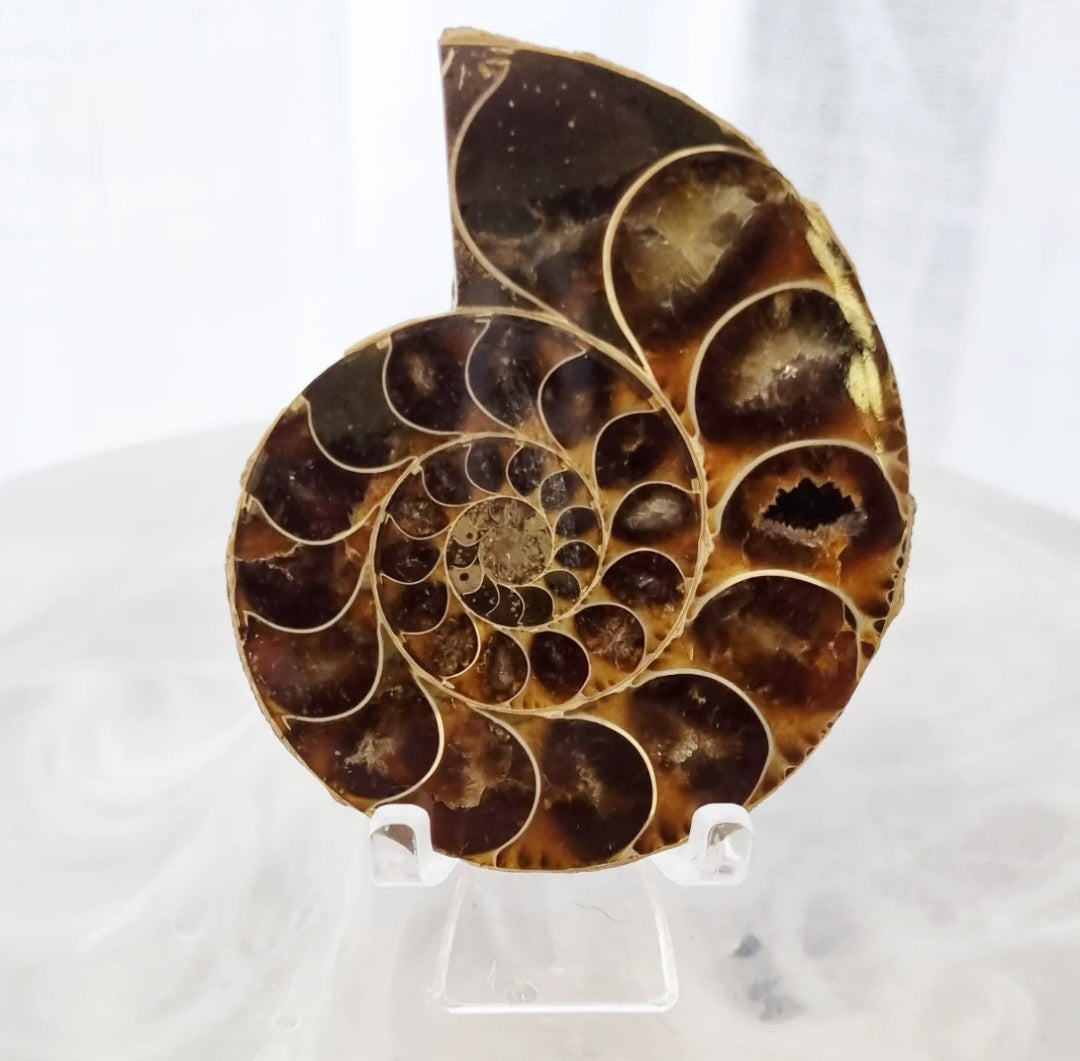 Ammonite Set | 138g