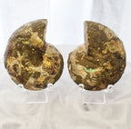 Ammonite Set | 138g