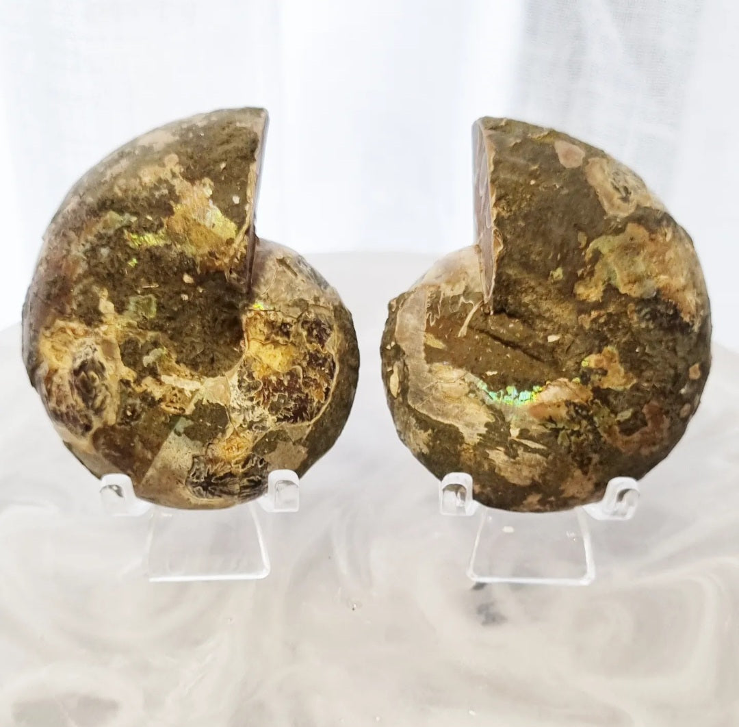 Ammonite Set | 138g