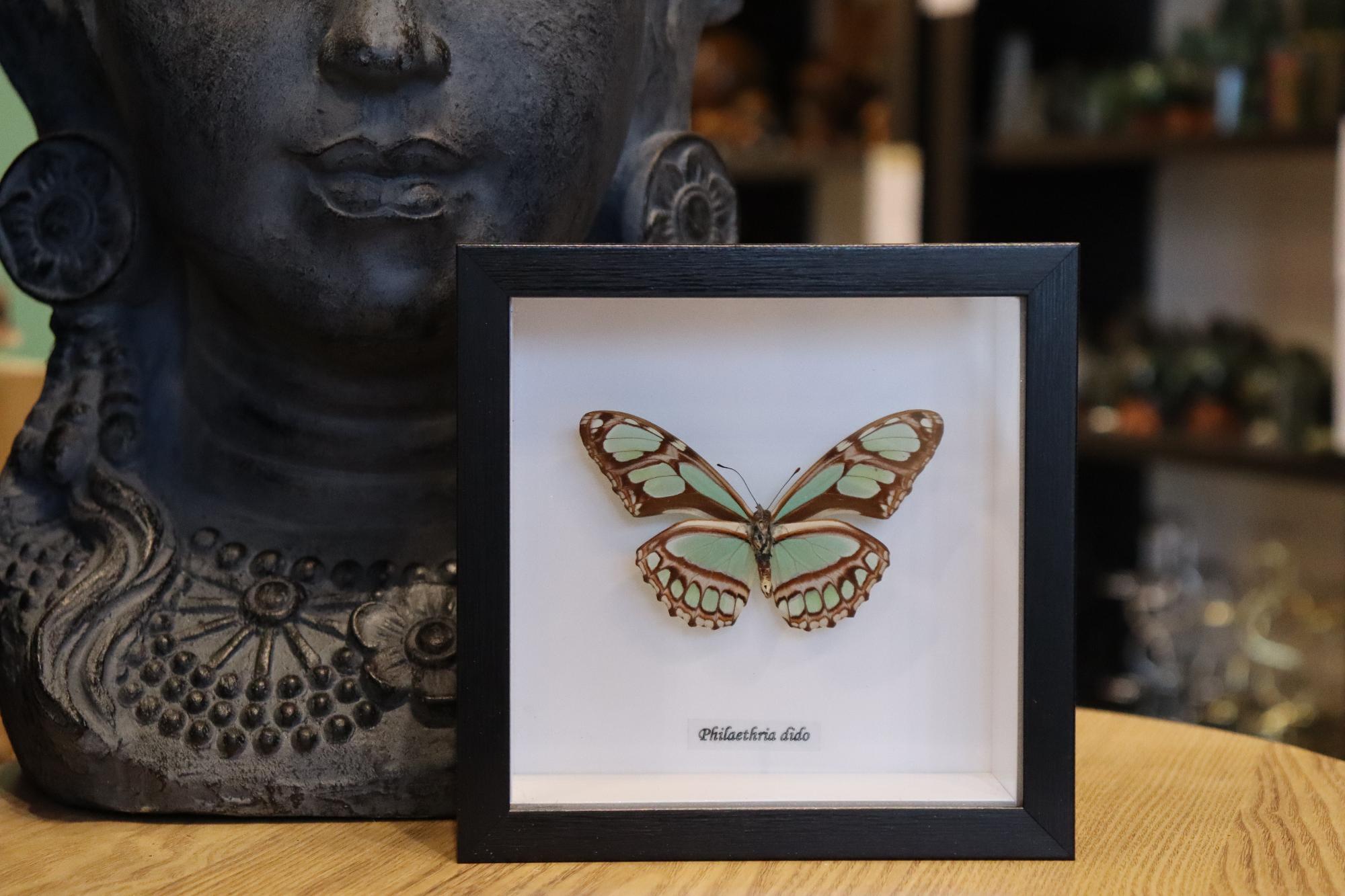Philaethria Dido Butterfly
