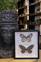 Idea Idea 2 Butterfly's