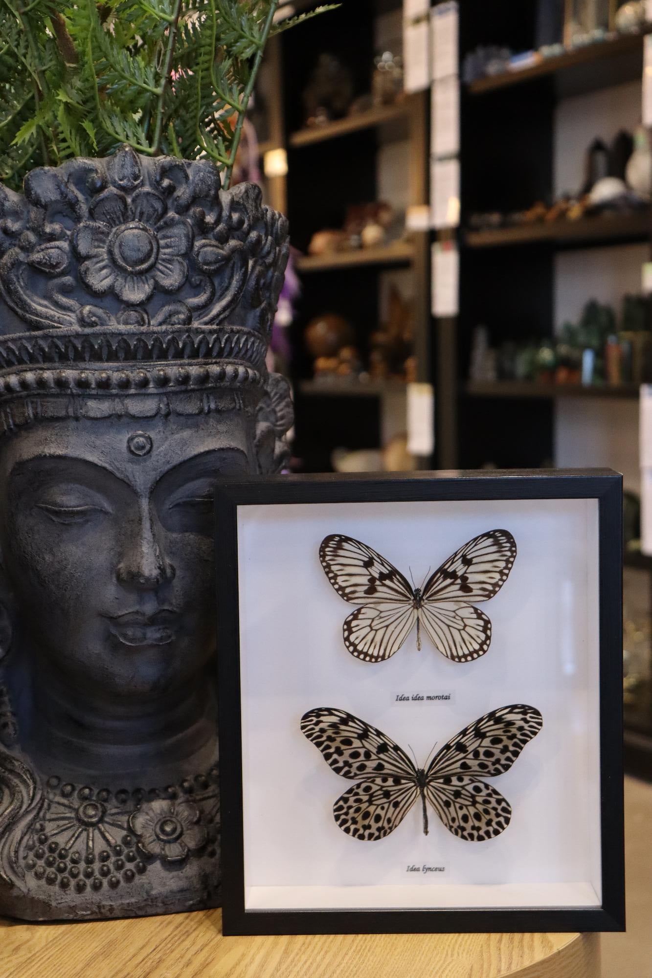 Idea Idea 2 Butterfly's