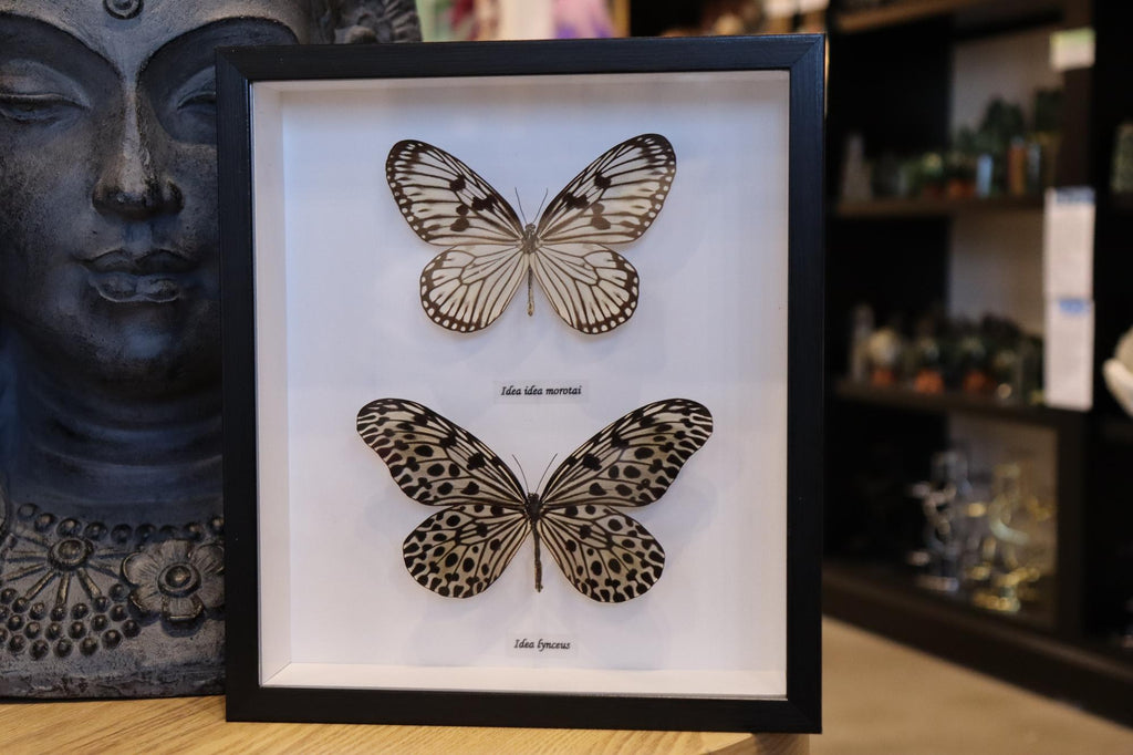 Idea Idea 2 Butterfly's