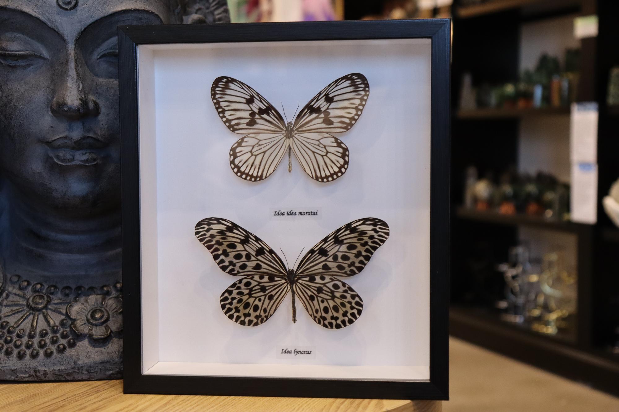 Idea Idea 2 Butterfly's